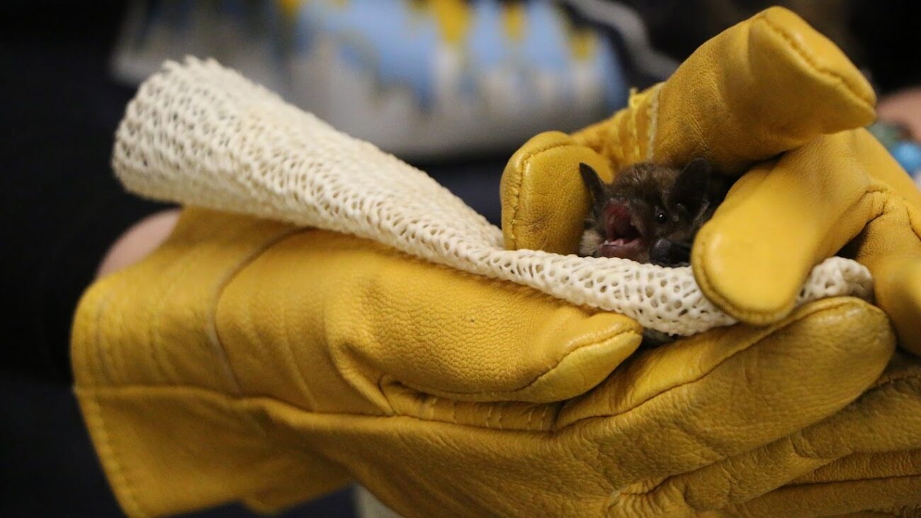 Families enjoying activities at the Minnesota Bat Festival